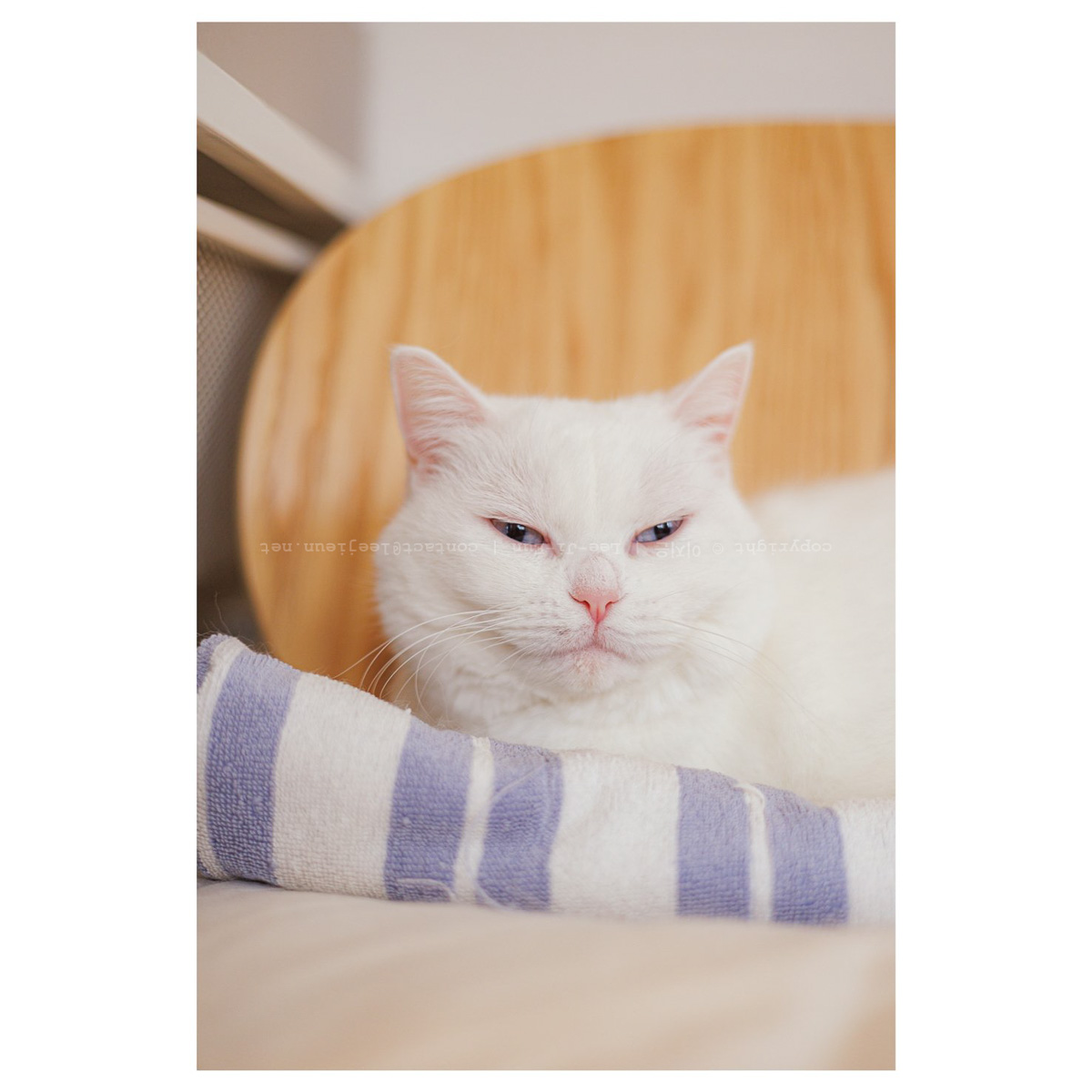 우리집 지키는 파이