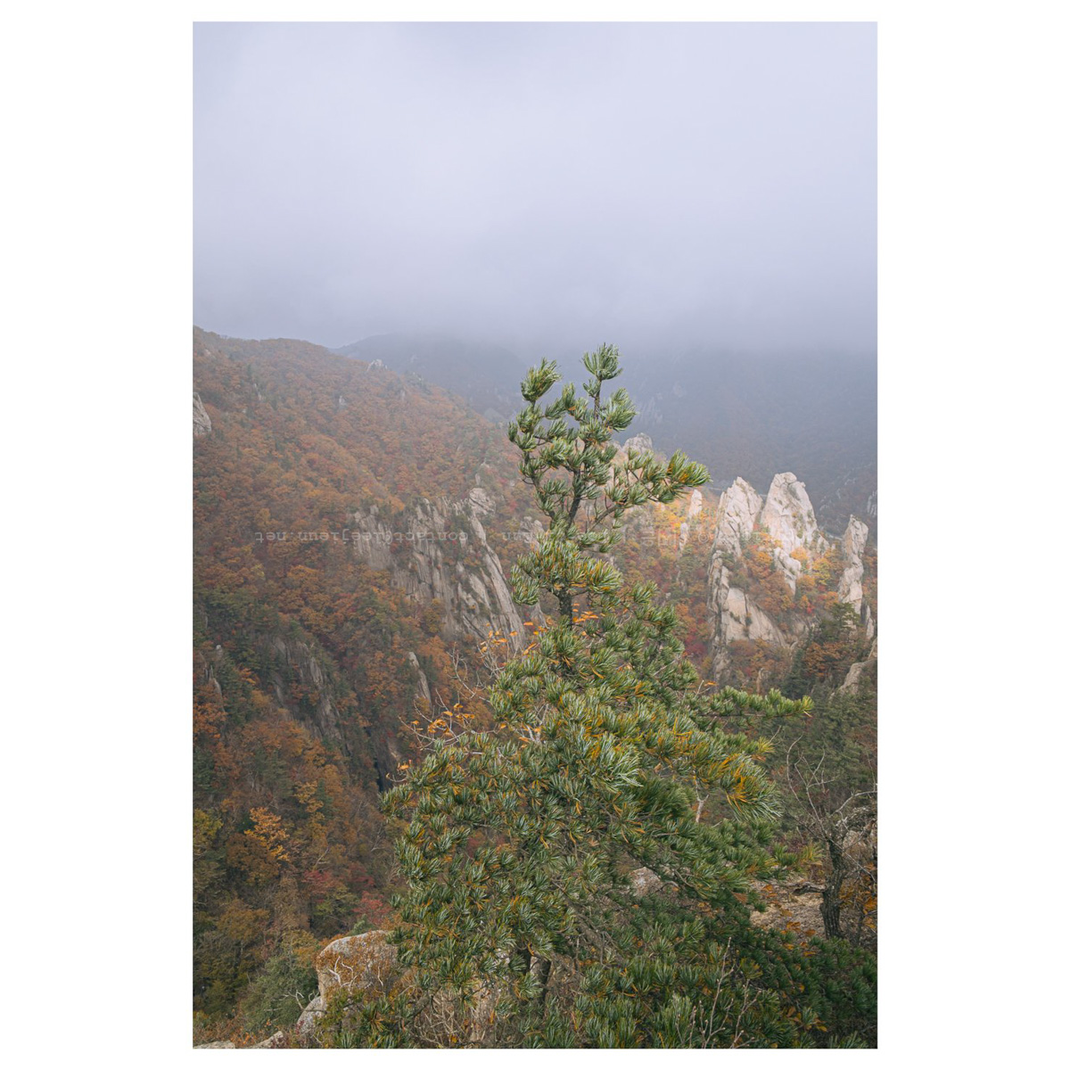 강인한 소나무 뻣뻣하다