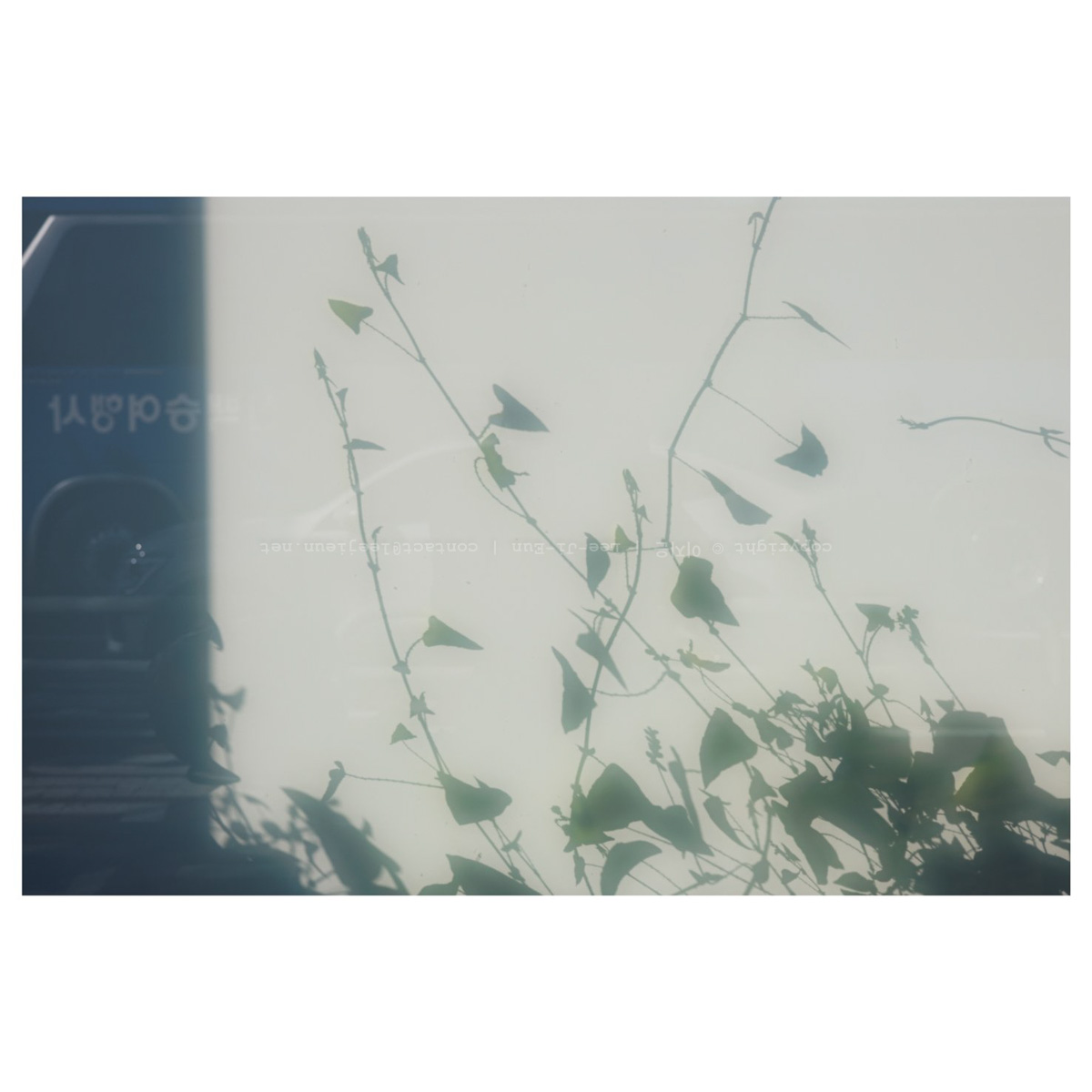 빛을 받은 아크릴 벽이 보여주는 식물과 차량