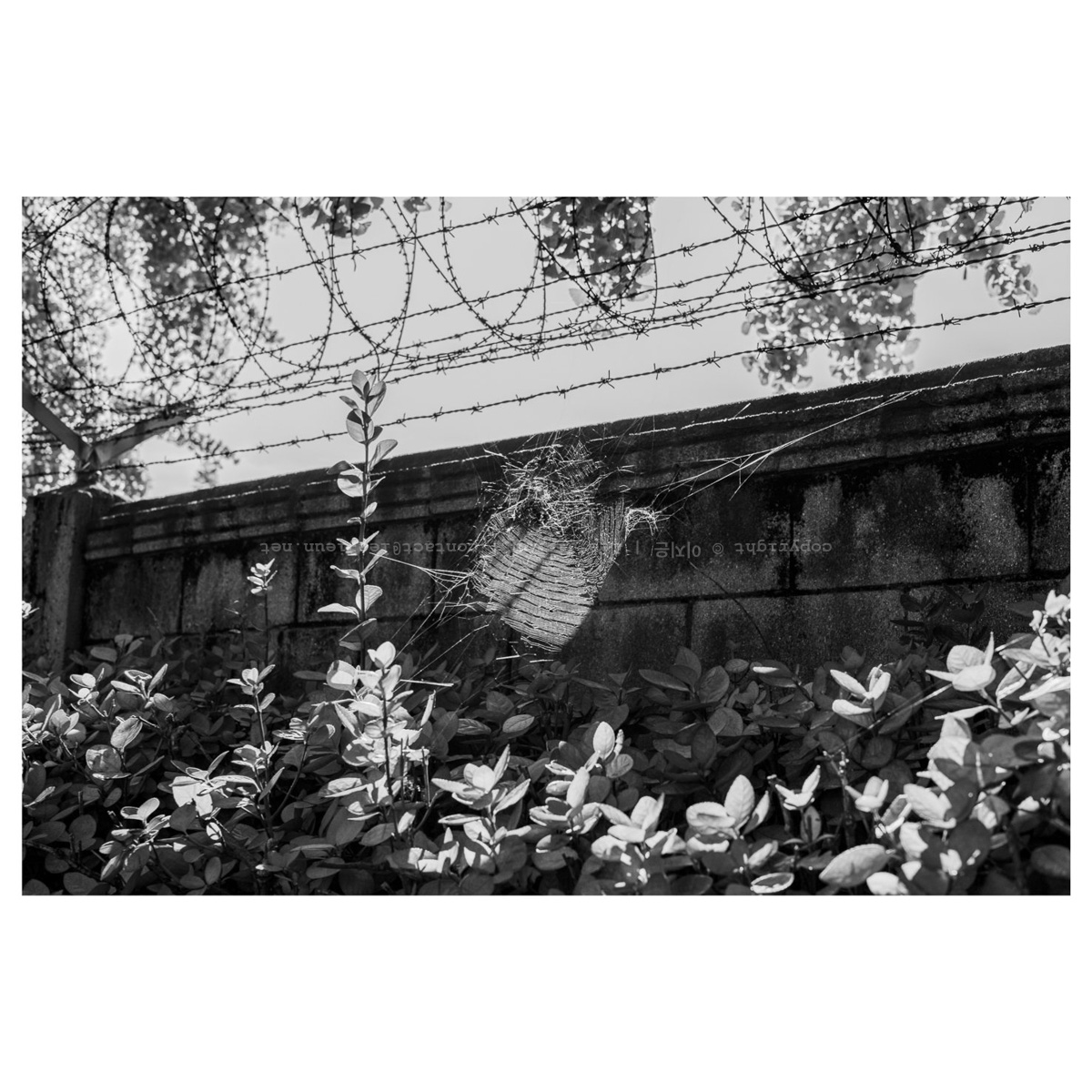 비온 뒤 거미줄