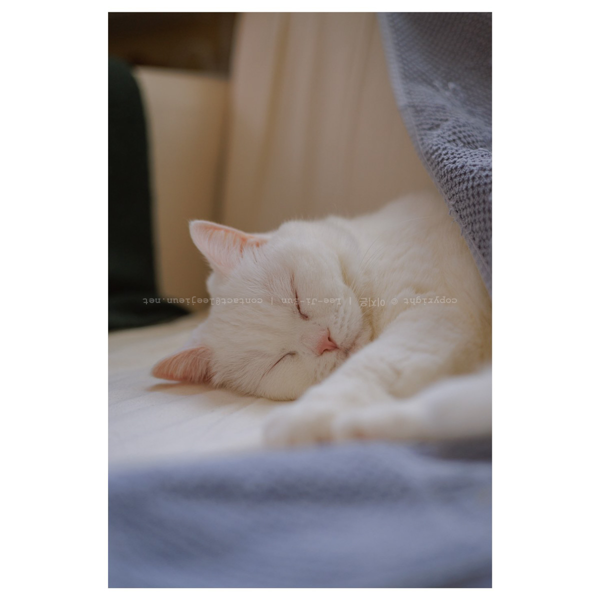 살짝 추워져서 소파커버 안에 들어간 파이