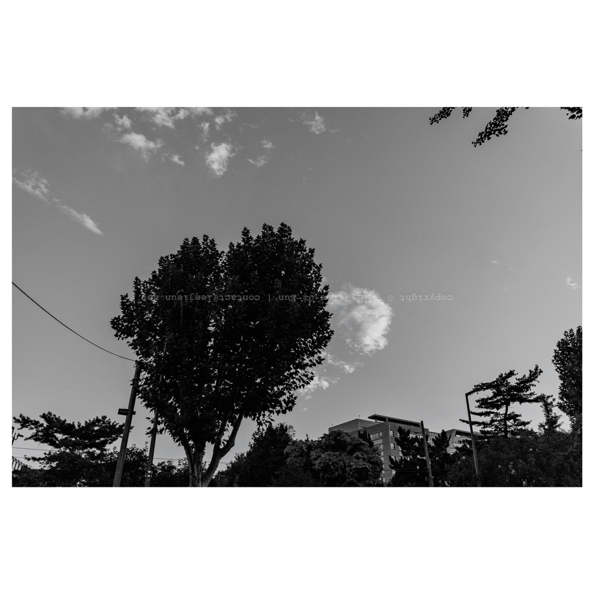 하트 나무와 물고기 구름