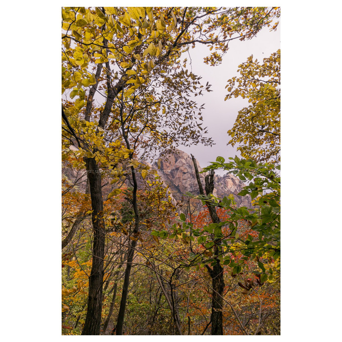 아그리파 느낌 바위