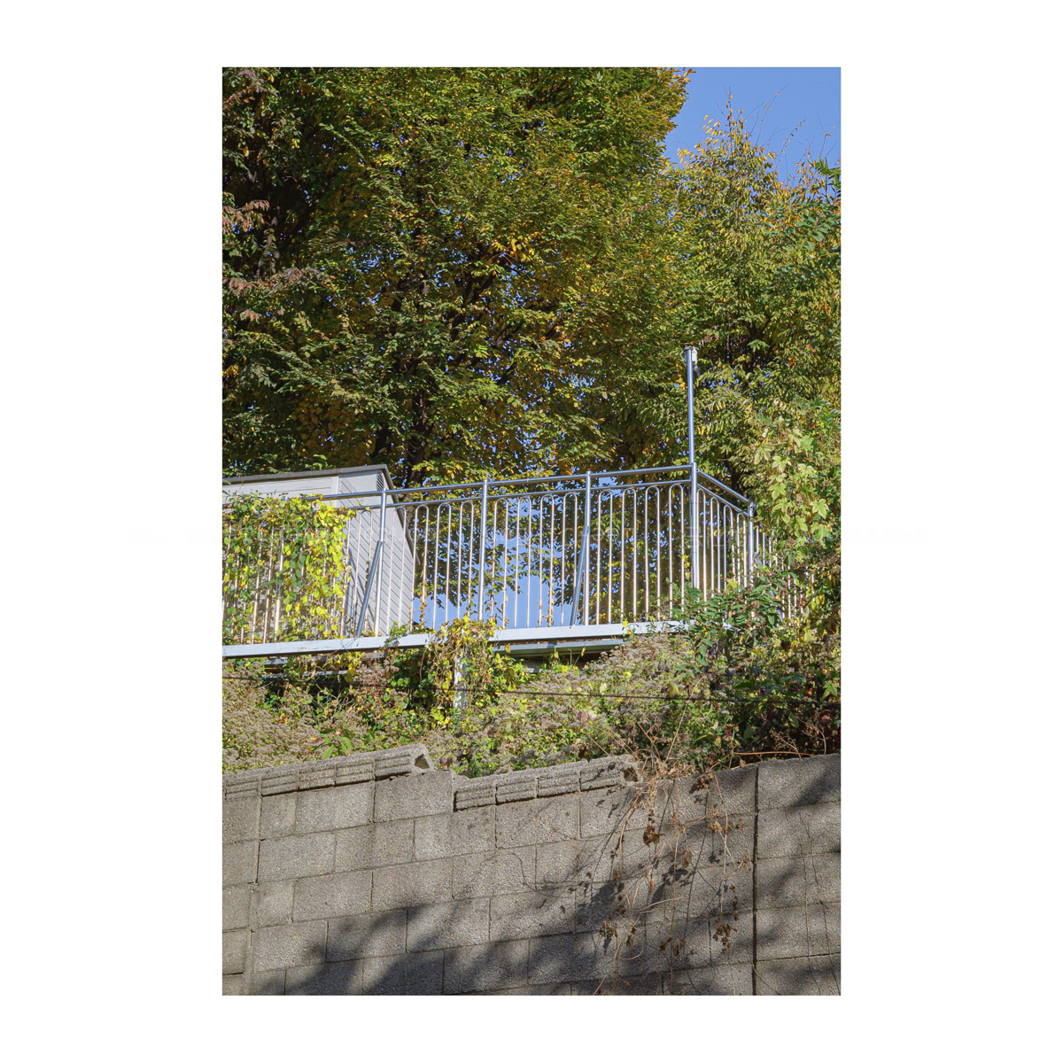 그래도 아직 푸른 나무 푸른 하늘