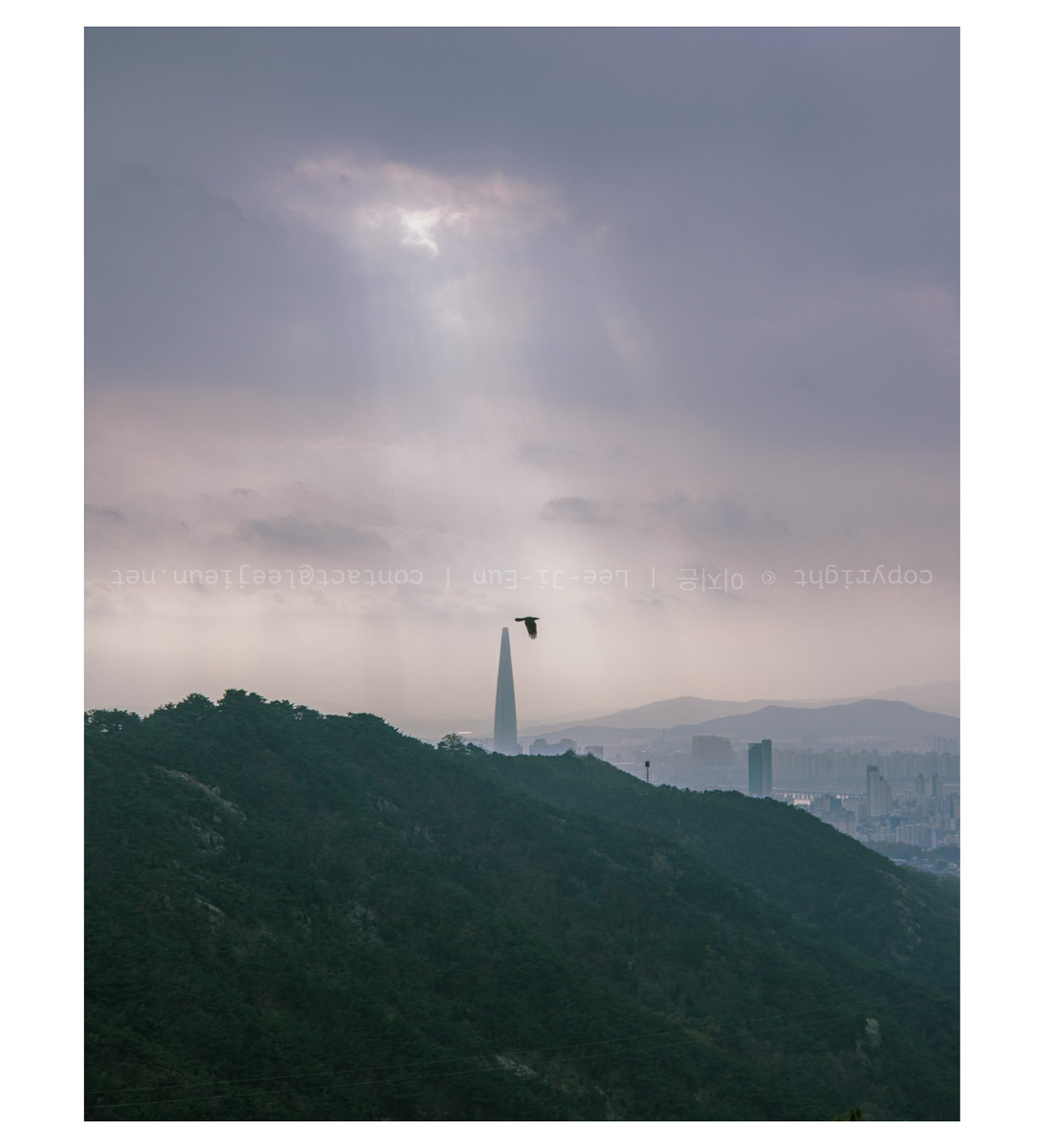 서울 사우론과 까치 또는 까마귀