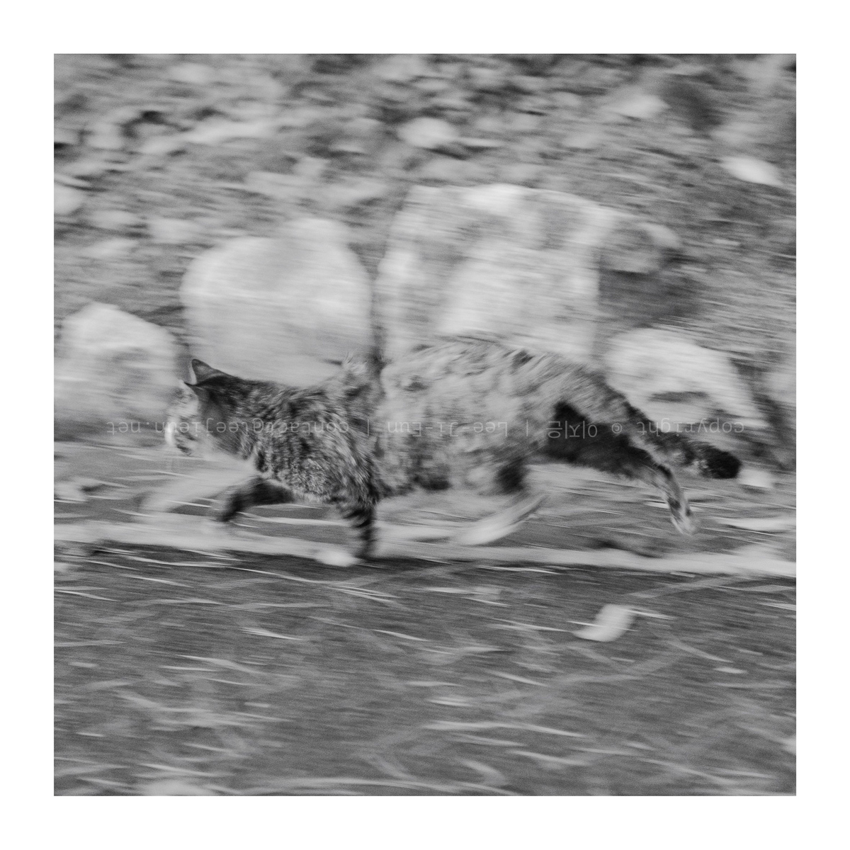 마지막 사진은 아침 산책 중 스쳐간 숲 고양이