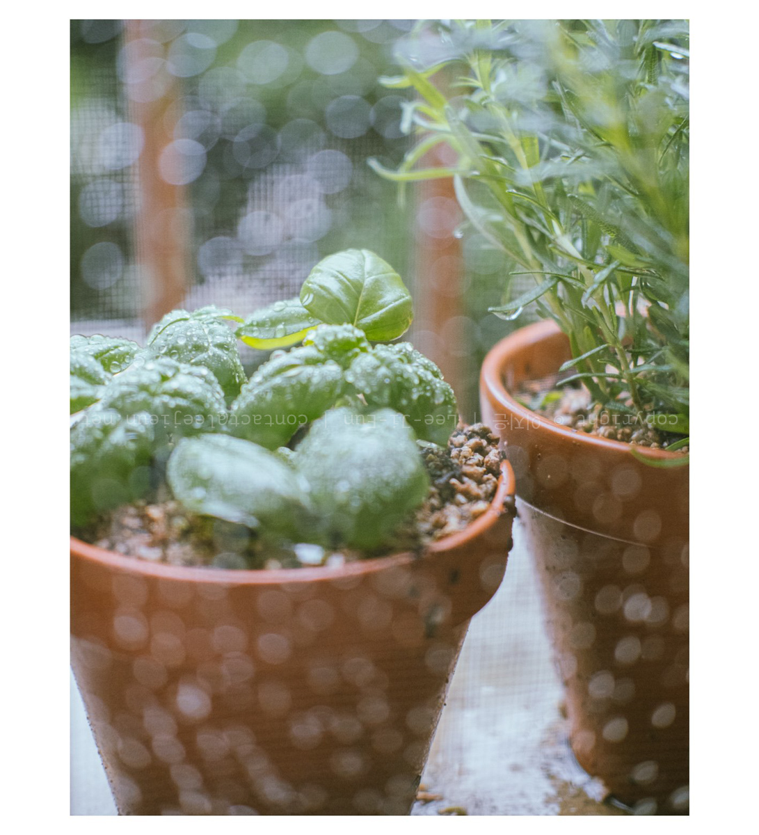 허브는 쉬우니까 그냥 기르는 게 낫다.