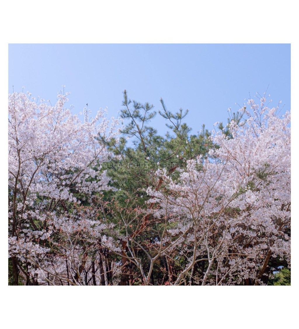 #059. 20년 4월: 벚꽃과 소나무