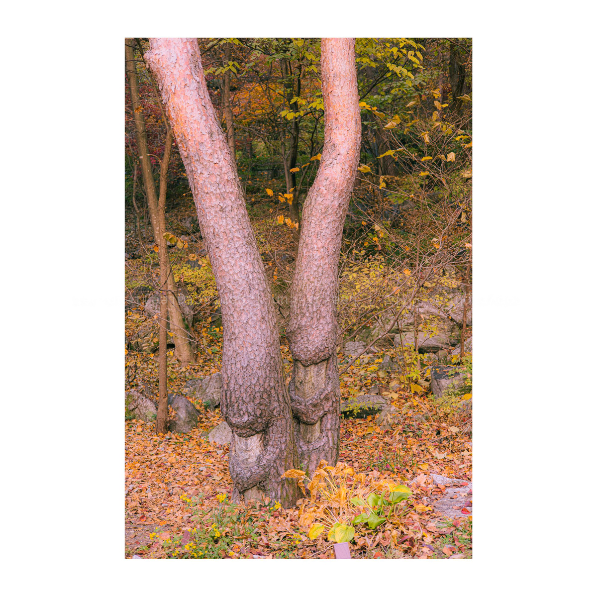 아내와 등 밀어주는 남편처럼 보인다