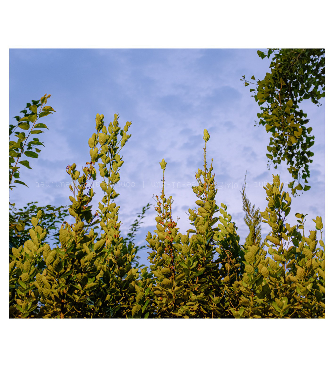 땅에서 올라온 홉처럼 보였다. 