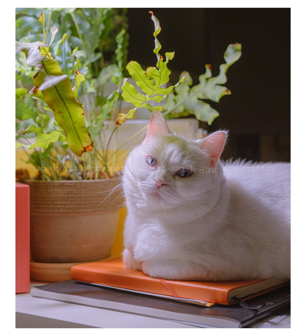 #067. 21년 하반기: 집사의 격리생활