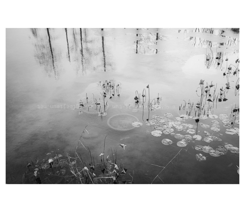 #082. 22년 12월: 살얼음 낀&nbsp;공원