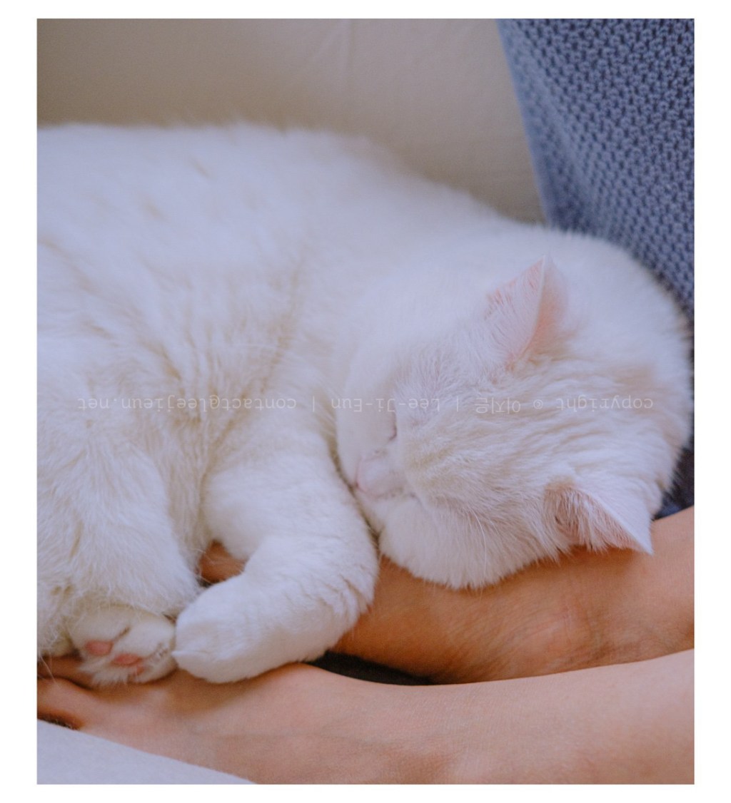 #065. 20년 마무리: 사진이 없어