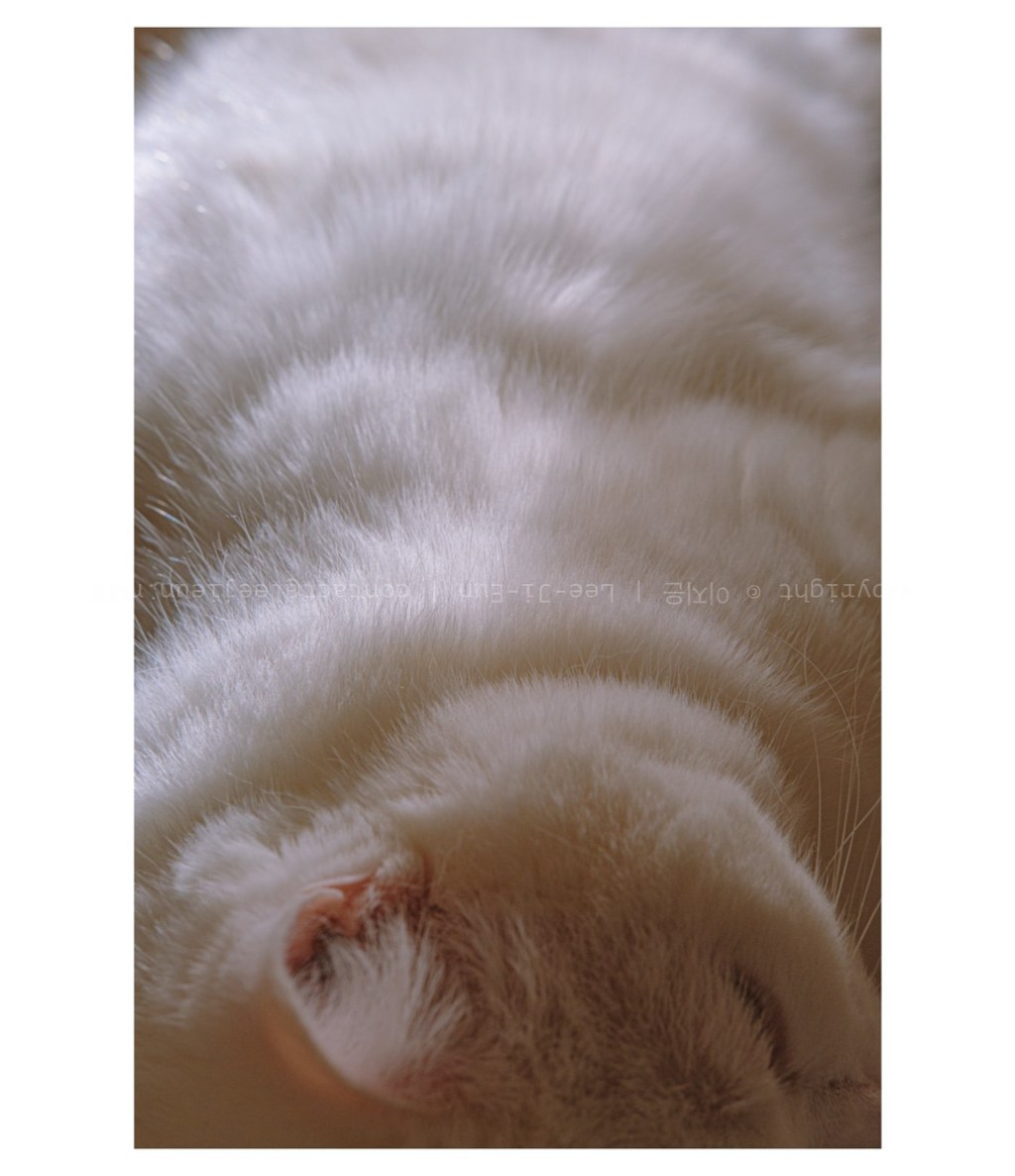 #085. 22년 사진은&nbsp;여기까지