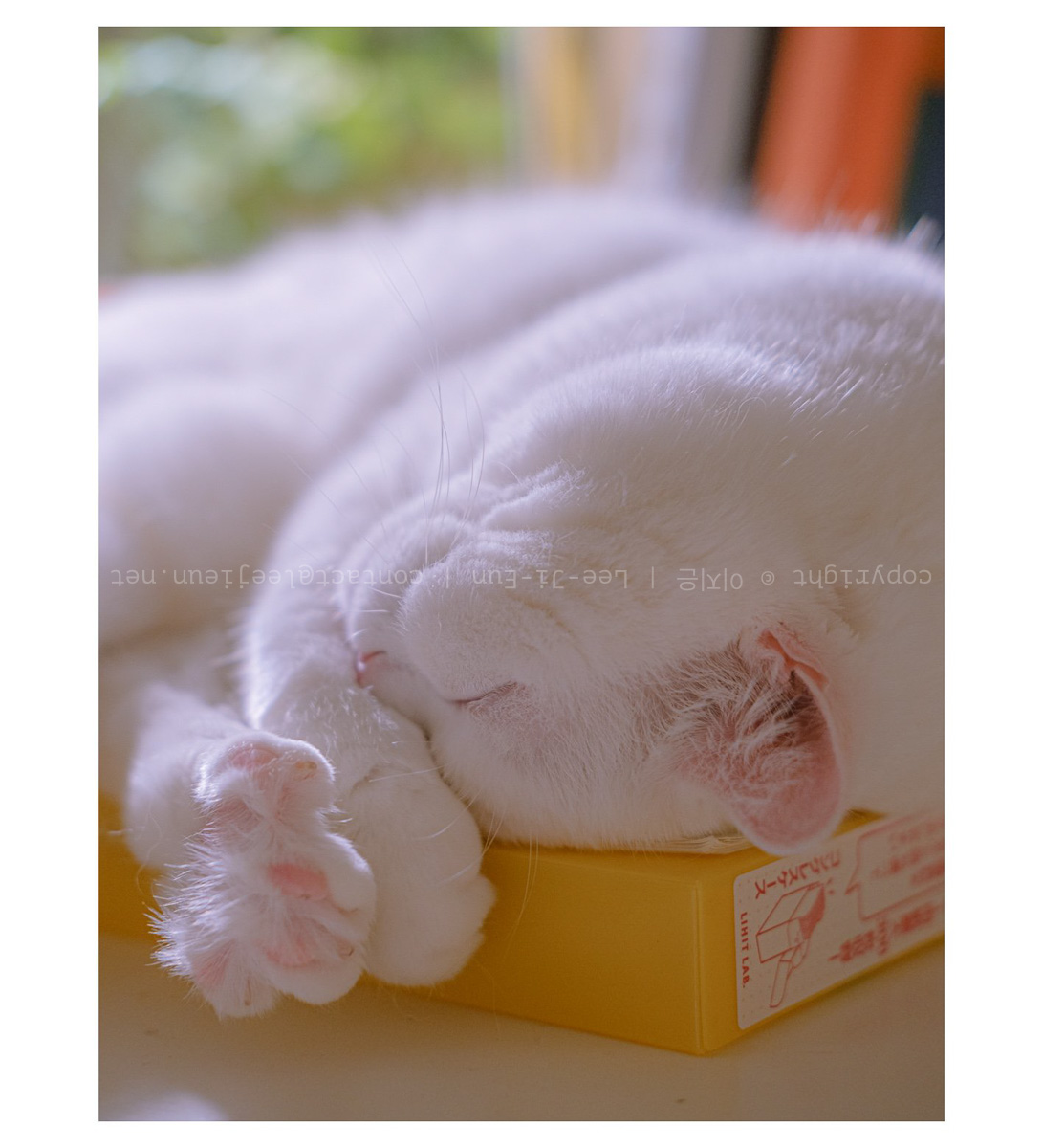 나의 평화, 나의 고양이.