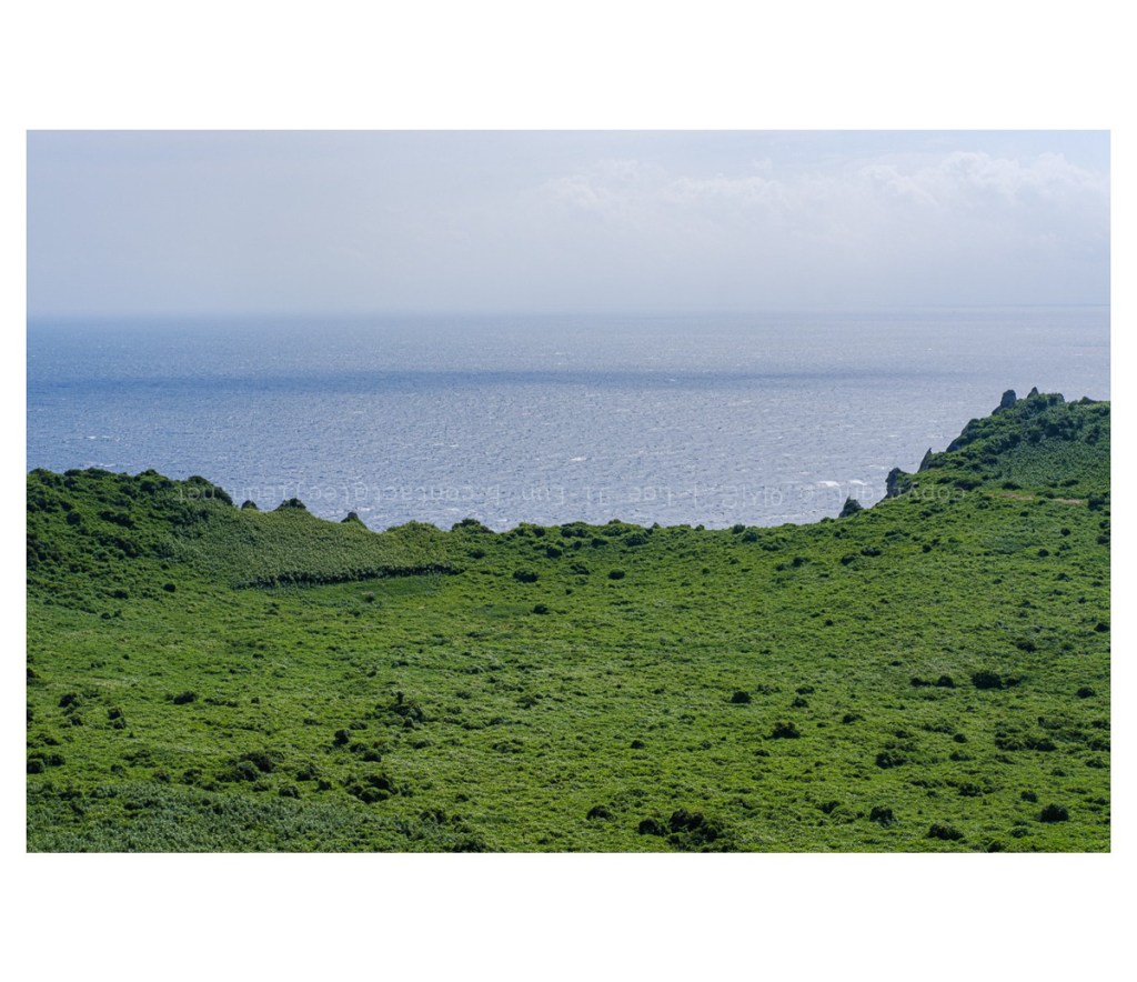 #074. 22년 8월 제주: 빛을 받은 초록