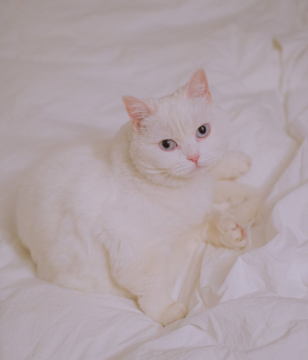 #069. 22년 상반기: 눈 쌓인 설날과 흰 고양이