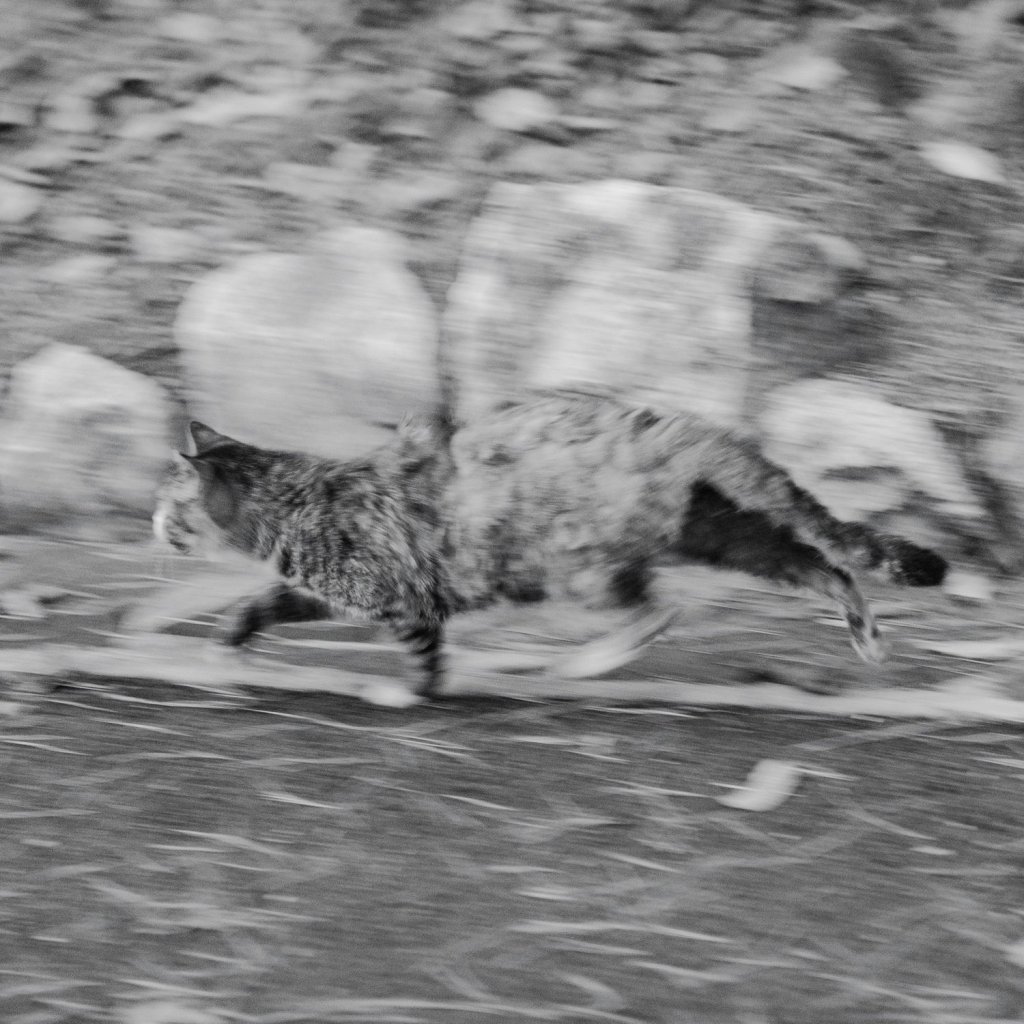 #035. 나무부부와 황소와 숲고양이