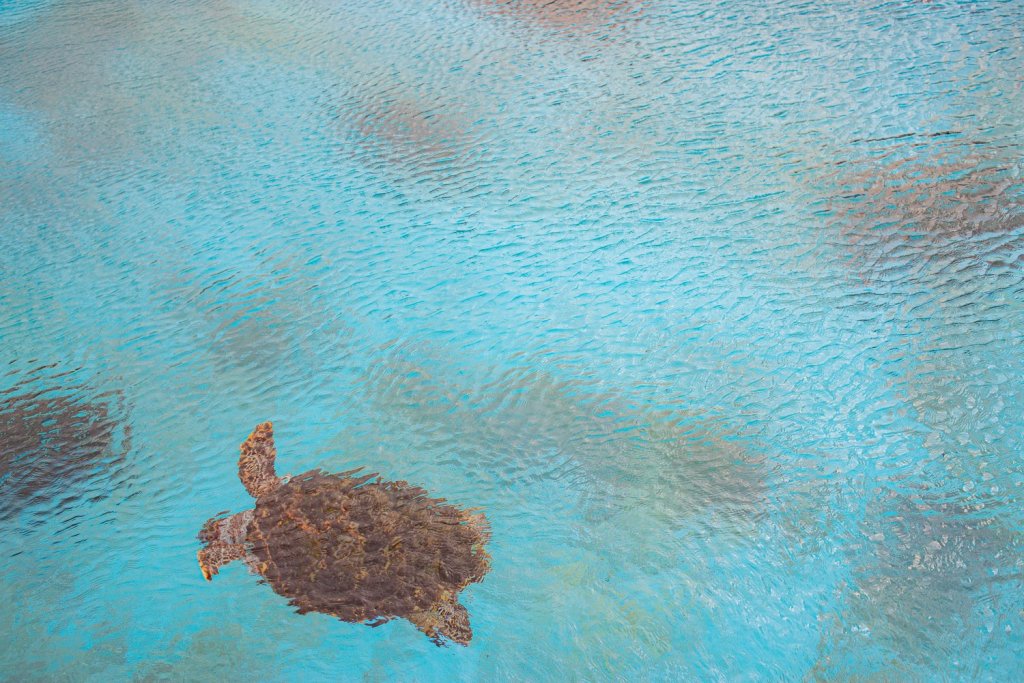 #119. 15년 1월 오키나와: 바다와 편도체와 안정감의&nbsp;관계