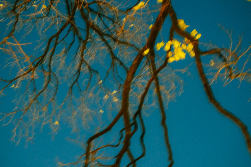 #154. 식물과 초록 (15): 19년도 이스탄불~서울.&nbsp;초록+햇빛=생기