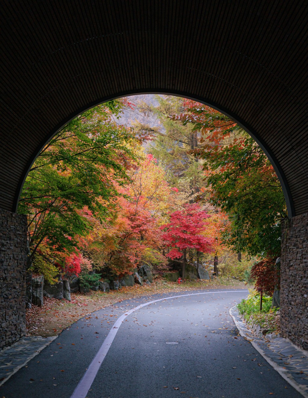 #177. 식물과 초록 (27): 23년 11월 / 가을 사진을 보는 봄의&nbsp;나