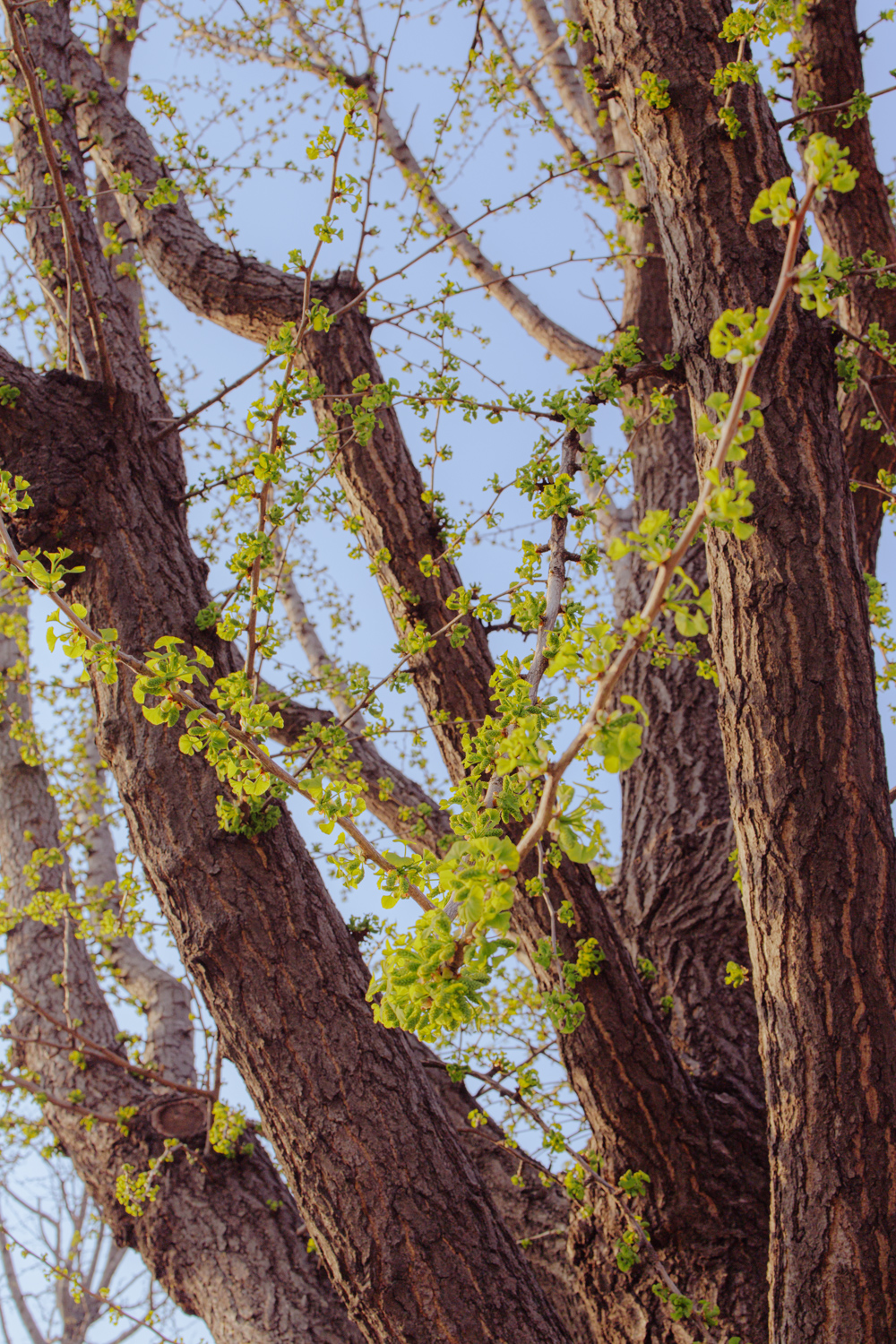 #188. 식물과 초록 (36):&nbsp;식목일 남산 오후 5시&nbsp;촬영