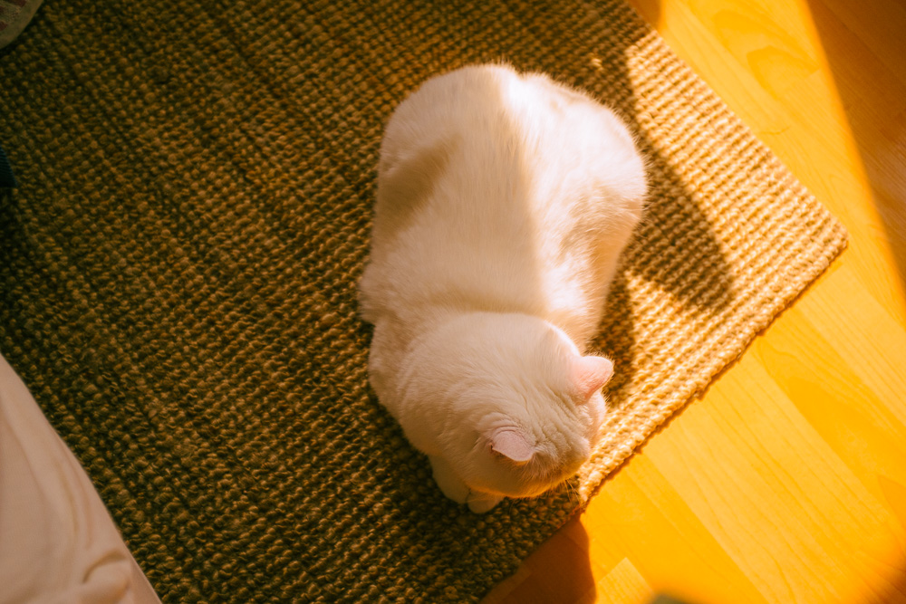 #244. 빛나는 햇빛 (35): 2018년 초 / 우리집 고양이와 나에게 남은&nbsp;시간은