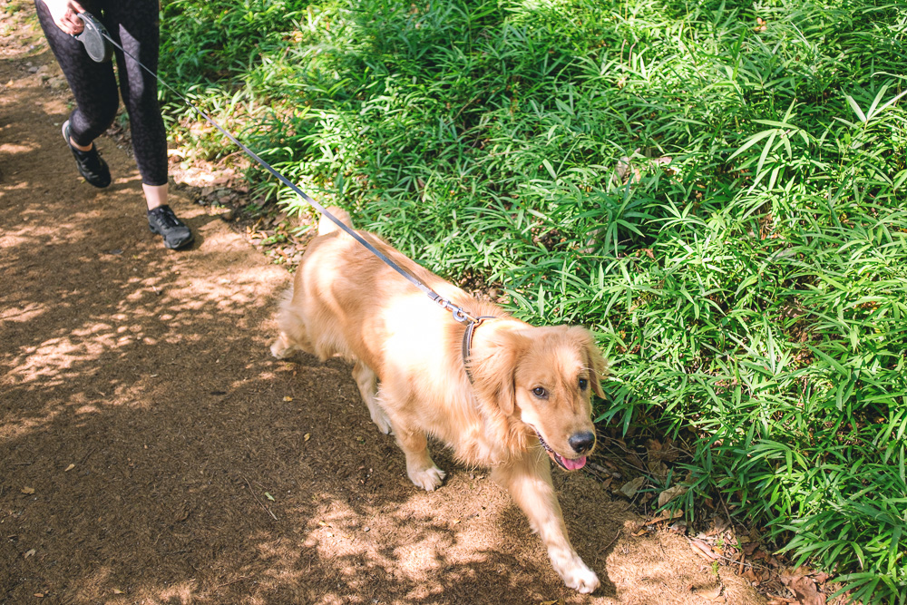 #264. 빛나는 햇빛 (56): 2019년&nbsp;가을.