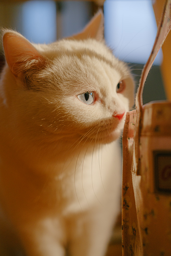 #267. 빛나는 햇빛 (59): 2019년&nbsp;늦가을.