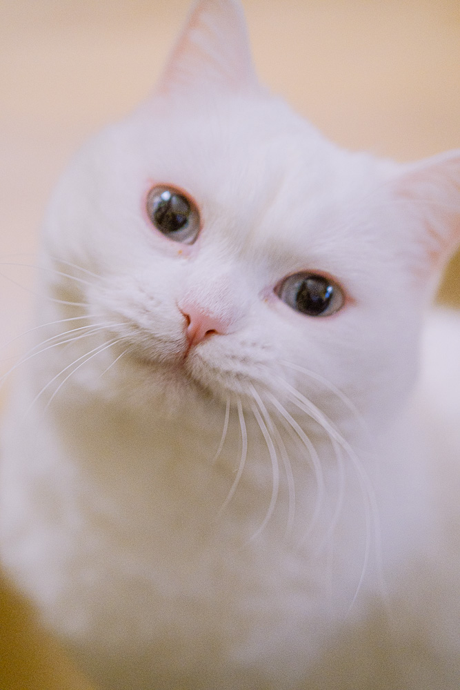 #287. 파이가 떠났다.