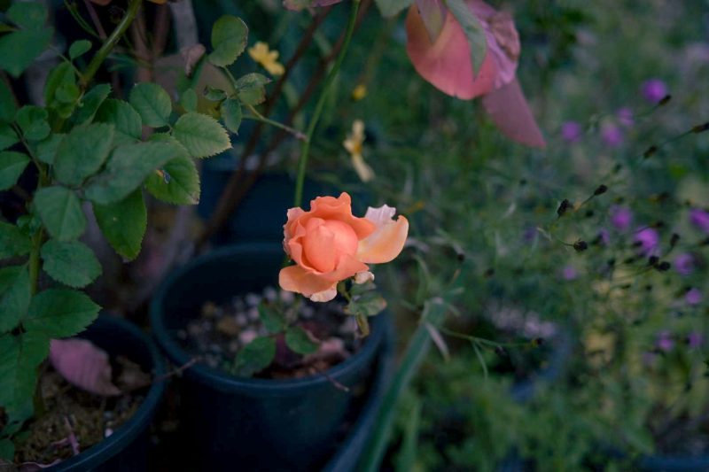 #330. 볕이 닿아 피어나기 시작한 꽃망울.