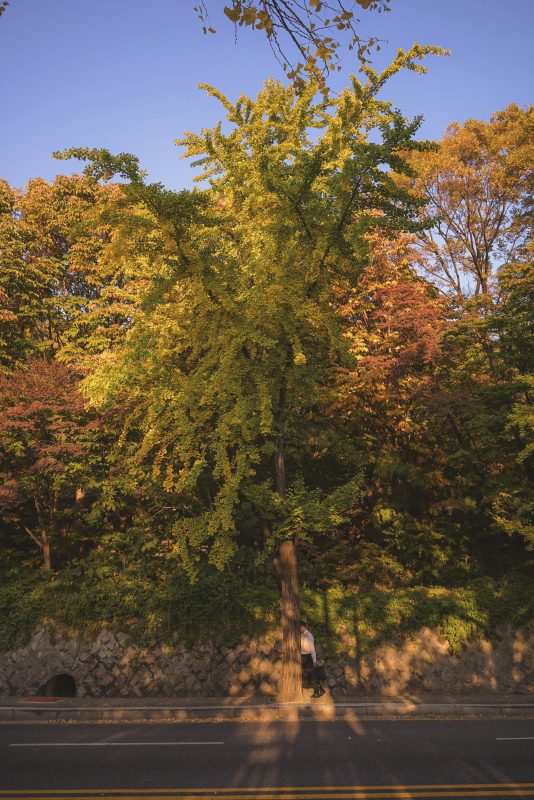 #333. 봄같은 11월의 산책.