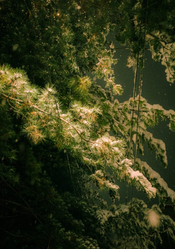 #338. 첫 눈 사진 + 파이가 하늘나라에 잘 도착했다며 삐삐하나&nbsp;쳐줬으면.