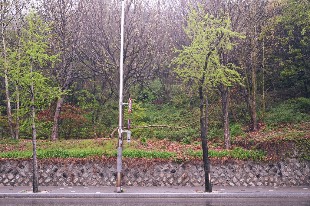 #367. 세찬 비를 바람이 뿌렸다. 강한 연두색이&nbsp;되었다.