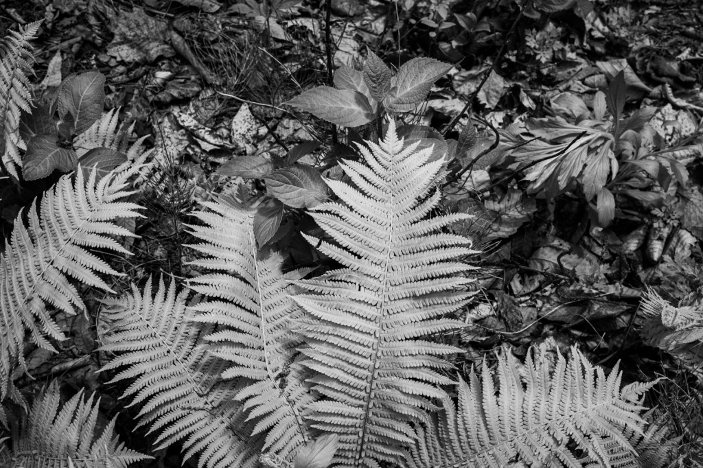 #389. 우렁찬 어린이 목소리, “안-녕-하-세-요~!”. 그 외침은 신호정지에 걸린 흰색 차의 뒷자석에서. 나를 향해 흔드는 작은 손의 커다란&nbsp;인사.