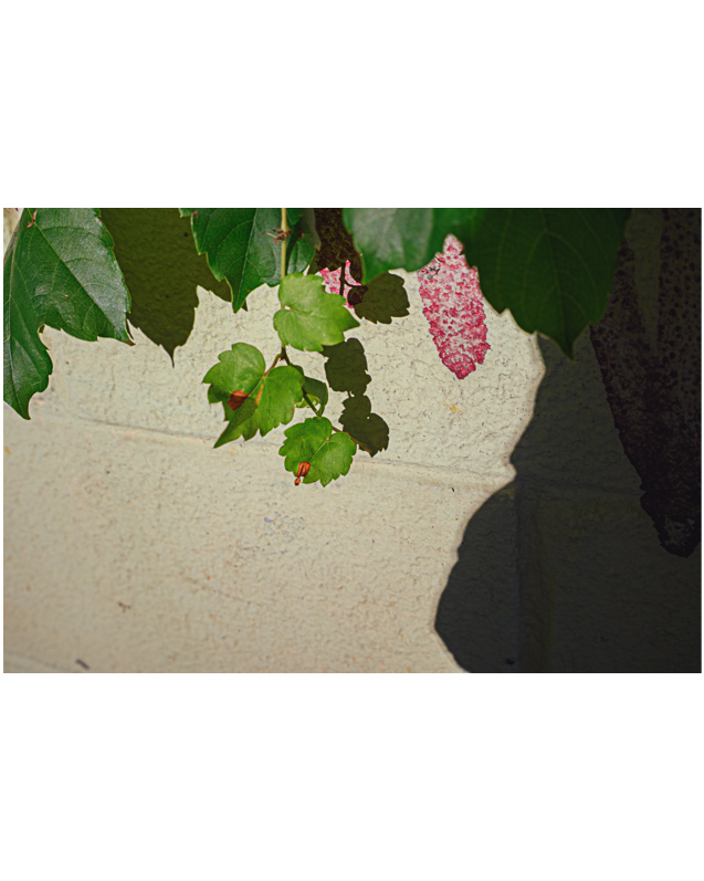 #423. 왜 개인작업이 더딘가? 눈을 푼다고 사진산책 30분을 하면, 사진 만지기는 1.5-2시간. 여기에 글쓰기까지 하면.. 핑계겠지?