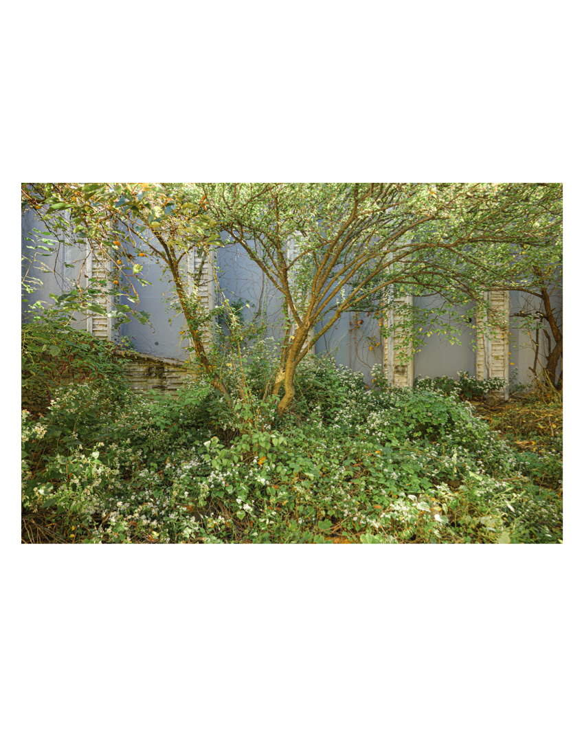 #448. 도시 오래된 아파트의 자생적 정원, 내가 좋아하는.