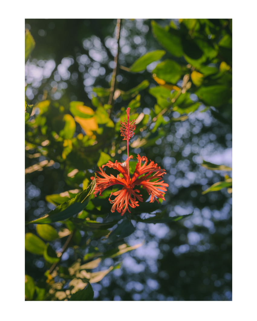 #469. 초록에 질리겠다.