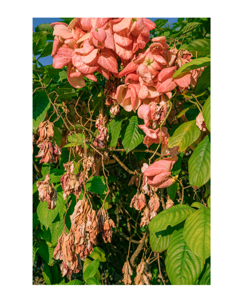 #470. 생생한 꽃, 마르는 꽃. 초록에 먹히면 나는 싱그러워질까.